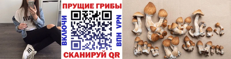 Псилоцибиновые грибы GOLDEN TEACHER  Хасавюрт 